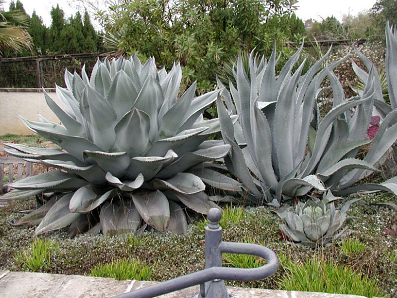 Find plants - Whale's Tongue Agave