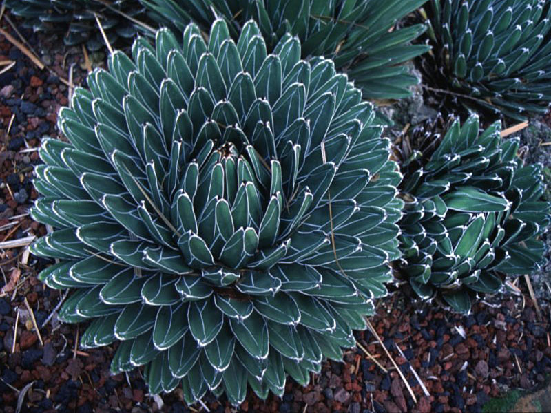 Find Plants Queen Victoria Agave