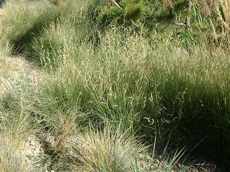 Find plants - Blue Grama Grass