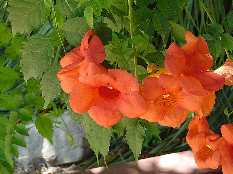 Chinese Trumpet Creeper Info – Tips For Growing Chinese Trumpet Vines