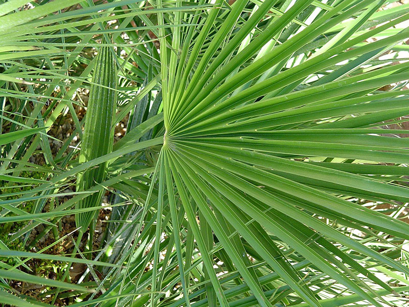 Find plants - Mediterranean Fan Palm