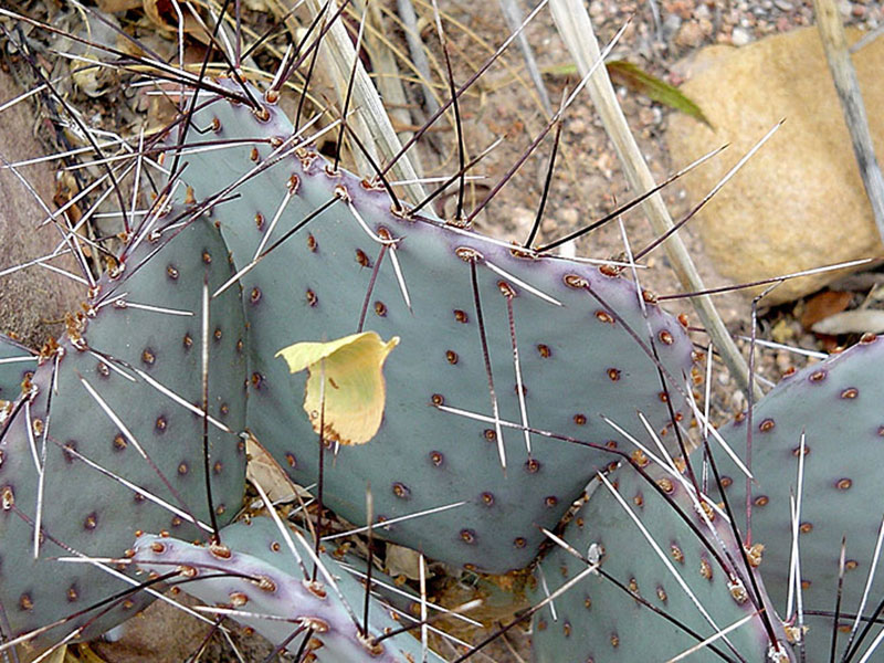 Find plants - Black Spine Prickly Pear