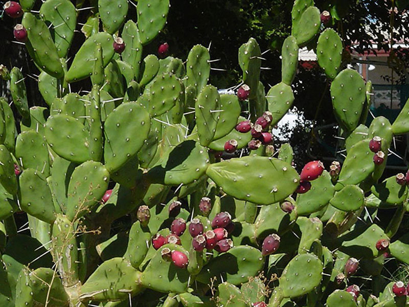 Find plants - Paraguay Cactus