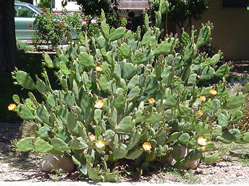 Find plants - Paraguay Cactus