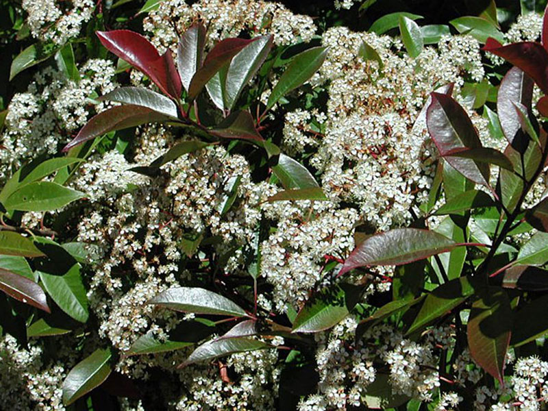 Find plants - Redtip Photinia