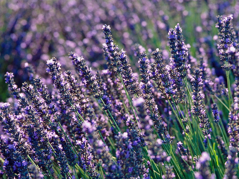 Find plants - Lavender