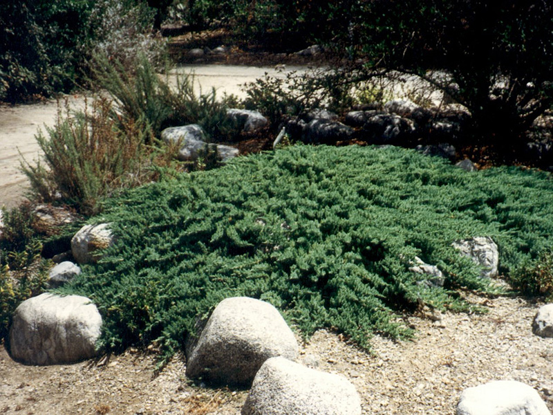 Find plants - Common Juniper