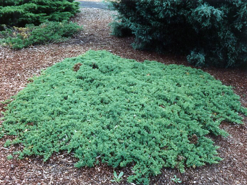 Find plants - Japenese Garden Juniper