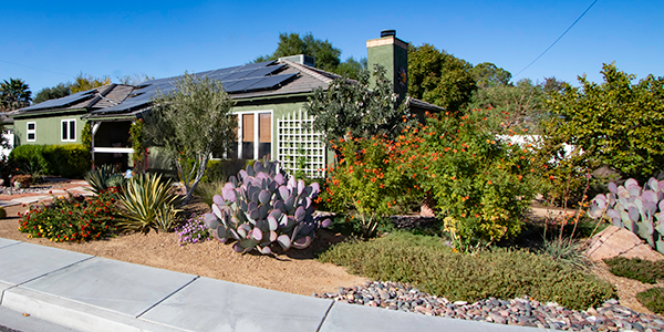 Desert-friendly plants in front yard